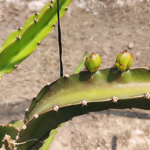 Palapa San Francisco