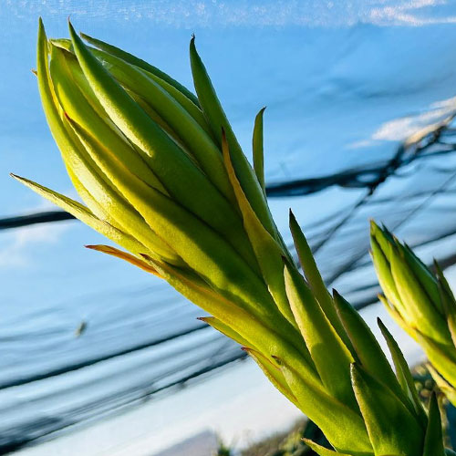 Palapa San Francisco