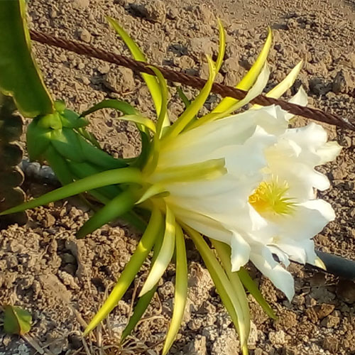 Palapa San Francisco